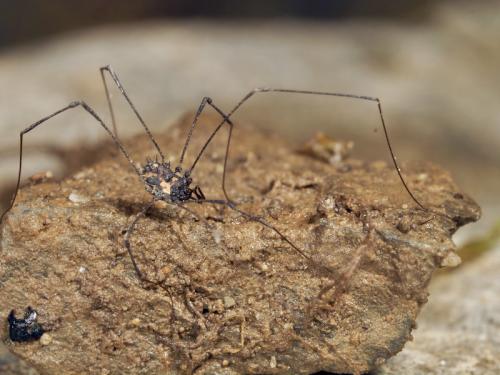 Réf. 290 587 : Nemastomella bacillifera
